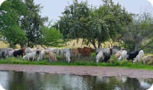 Acción climática gracias al manejo sostenible del territorio en fincas colombianas