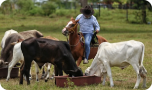 El Banco Agrario lanza EcoGanadería, la línea de crédito para promover sostenibilidad